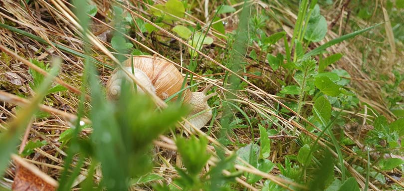 Schnecke