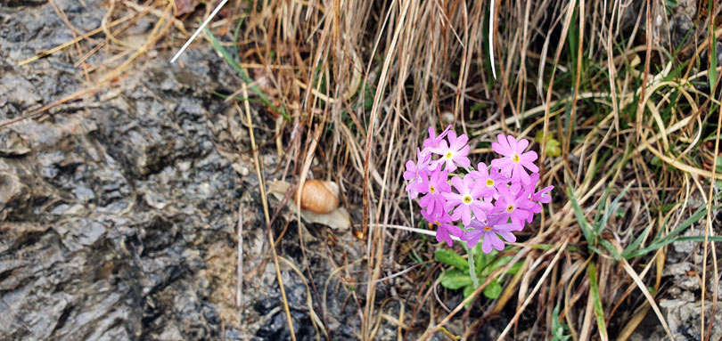 Schnecke Blume