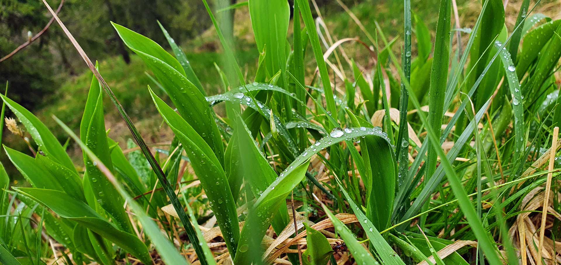 Grass mit Wassertropfen