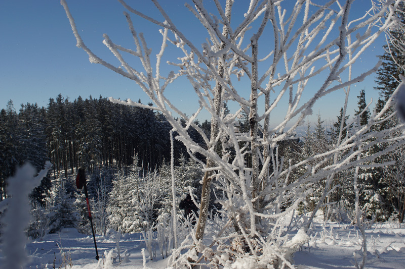 Eisblumen am Baum