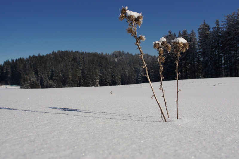 Pflanze im Schnee