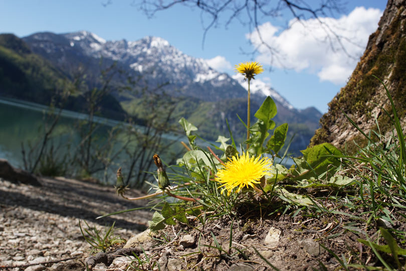 Kochelsee im Frühling