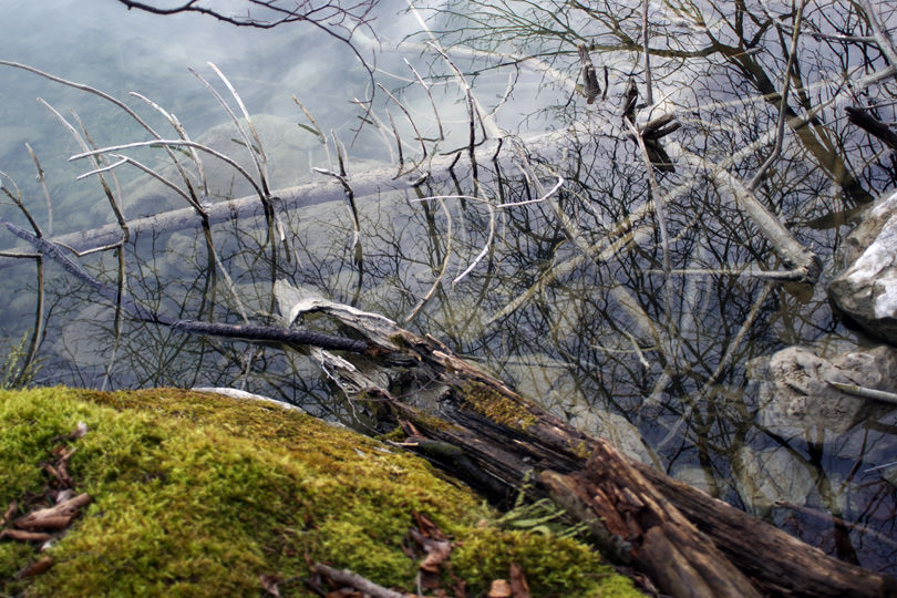 Baum im Wasser