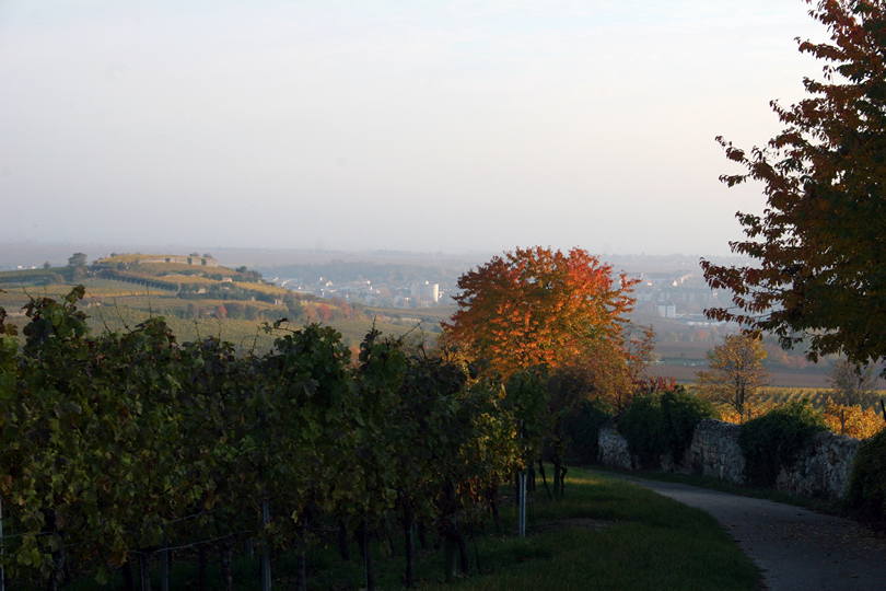 Weinfelder