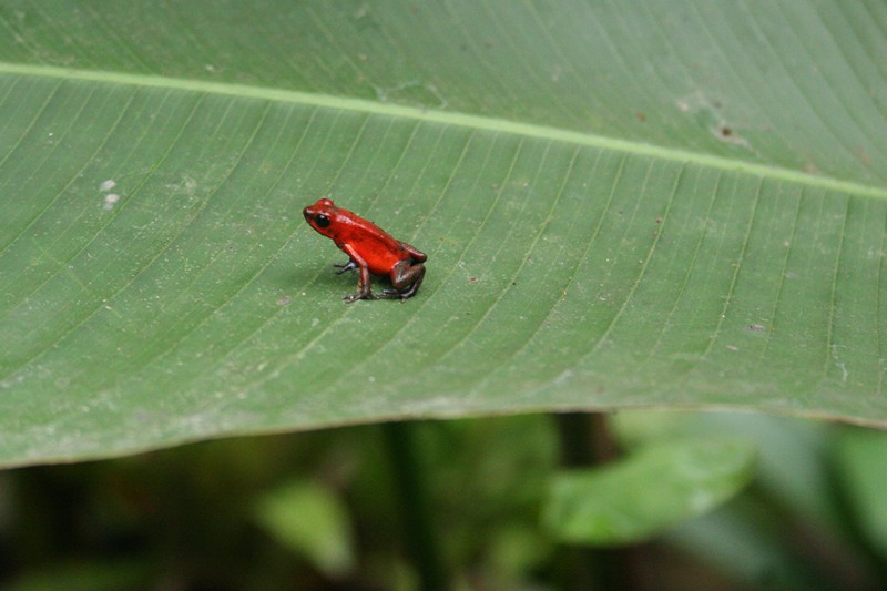 Costa Rica Frosch