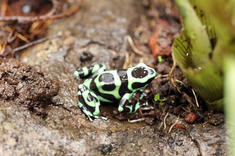 Costa Rica Frosch