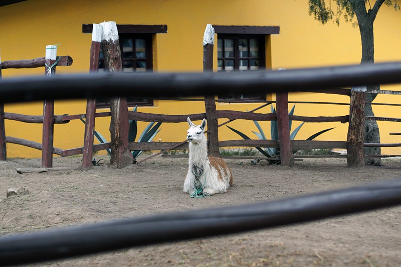 Lama La mitad del Mundo