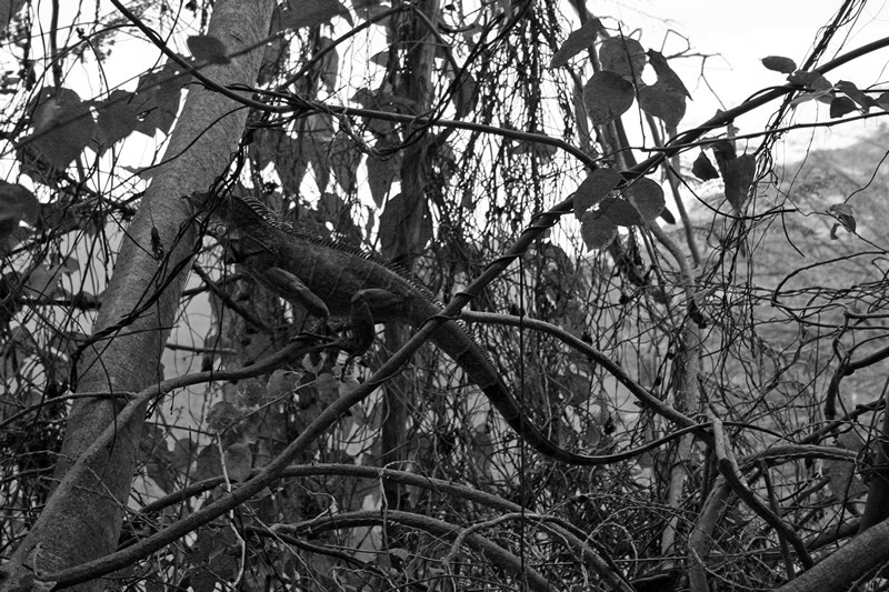 Großer Iquana, Echse im Baum