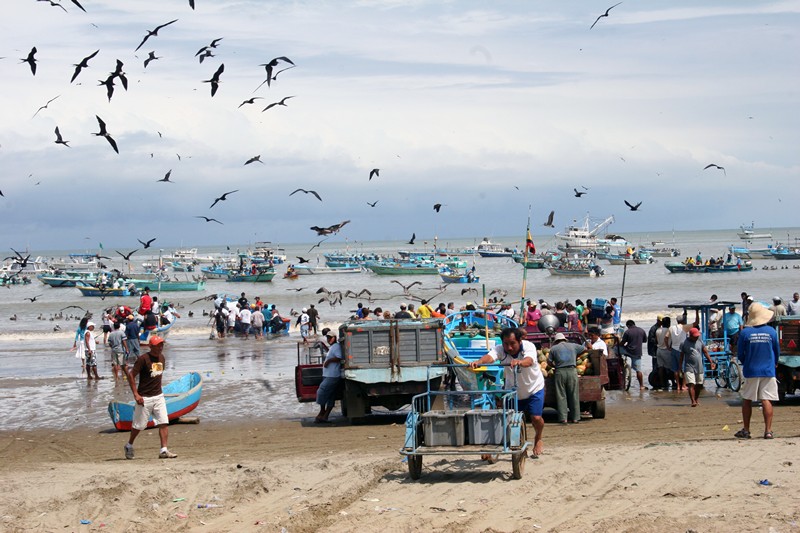 Fischerbote liegen im Hafen und entladen Fisch, viele Vögel in derLuft