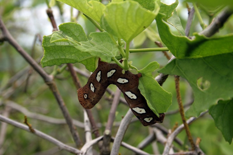 Große Raupe hängt an einem Blatt