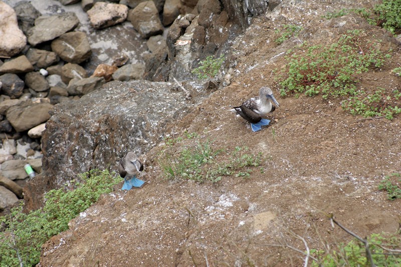 Boobiess auf der Isla de la Plata
