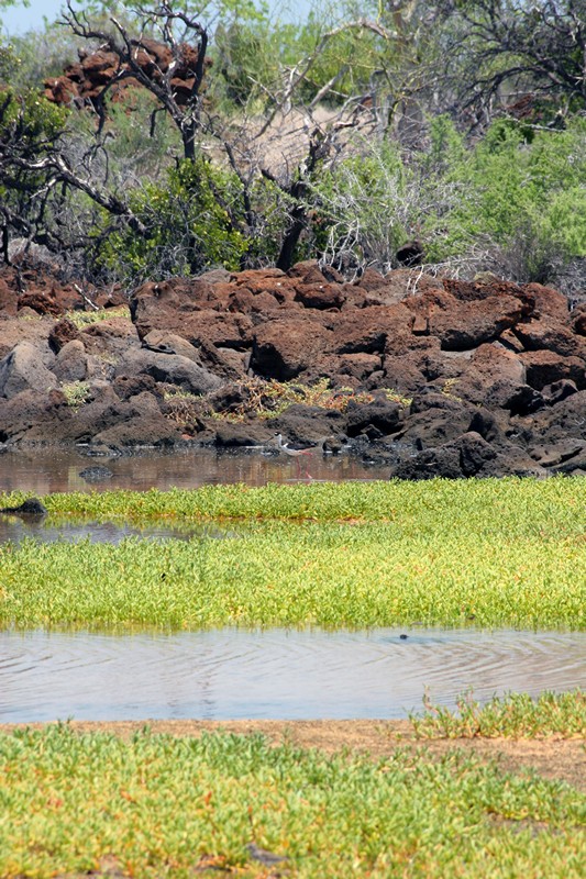 Galapagos