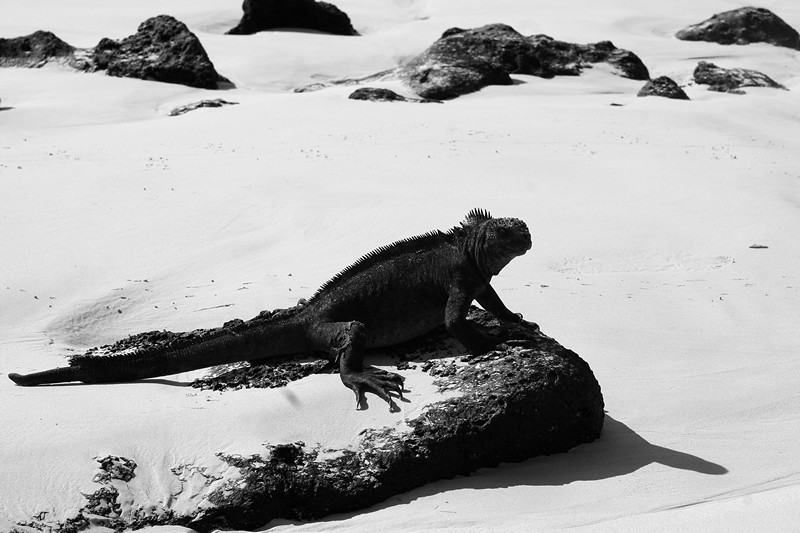 Iguanas