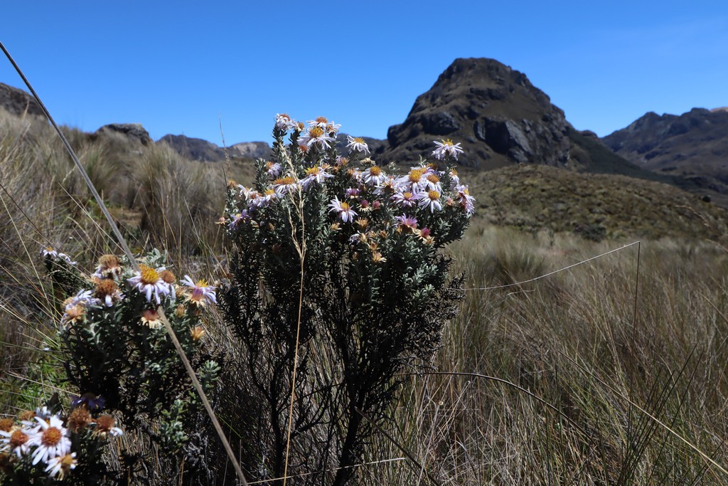 Nationalpark Cajas Tundralandschaft, im Vordergrund eine Busch mit weiss gelben Blüten