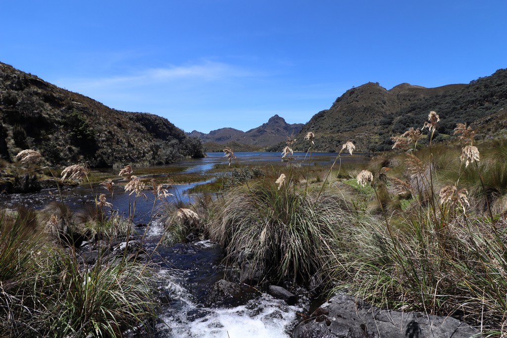 Nationalpark Cajas Bach fließt in See