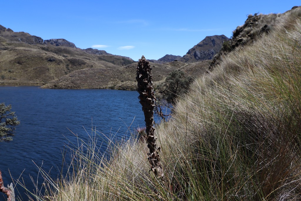 Nationalpark Cajas See mit Gräsern am Ufer, Berge im Hintergrund