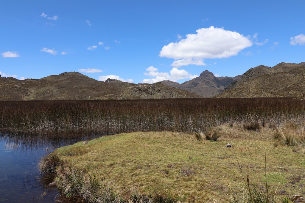 Nationalpark Cajas See mit Gräsern