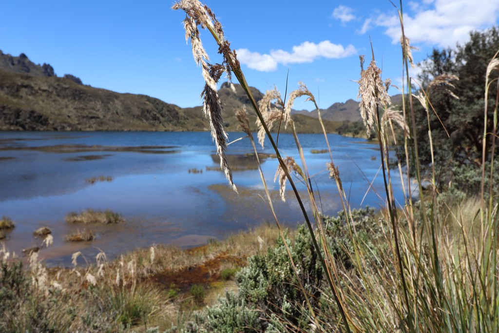 Nationalpark Cajas Gräser