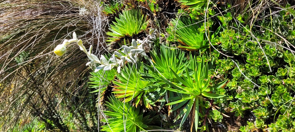 Nationalpark Cajas Pflanze