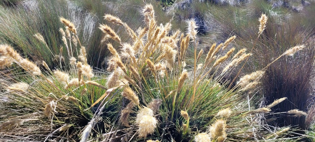 Nationalpark Cajas Gräser