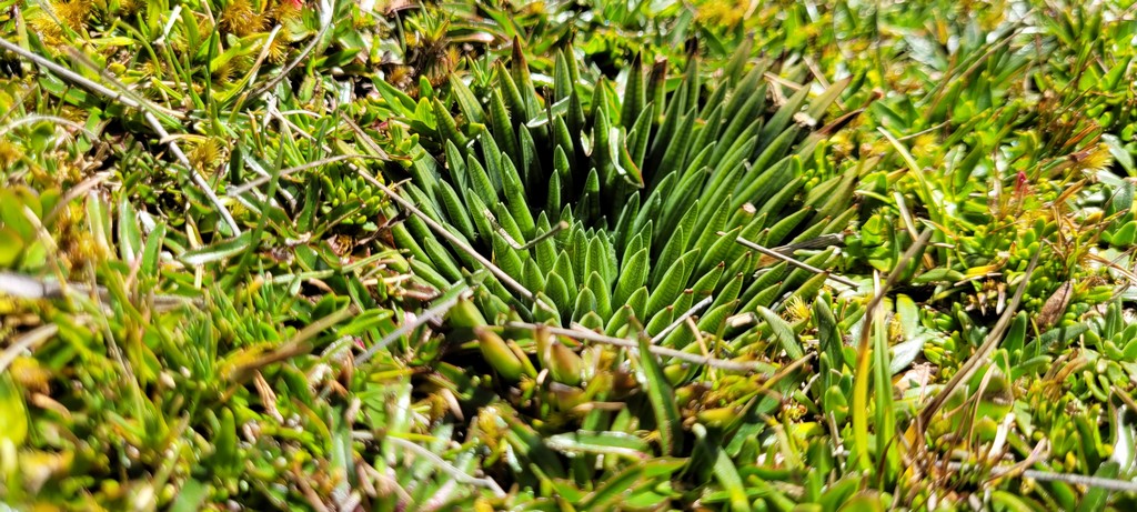 Nationalpark Cajas Pflanze