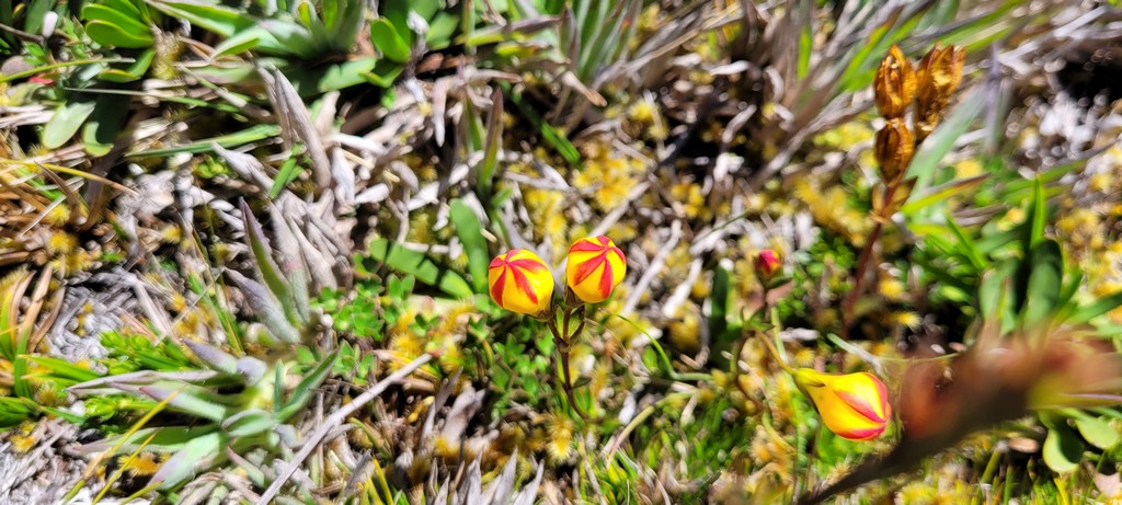 Nationalpark Cajas gelb, rote Pflanze