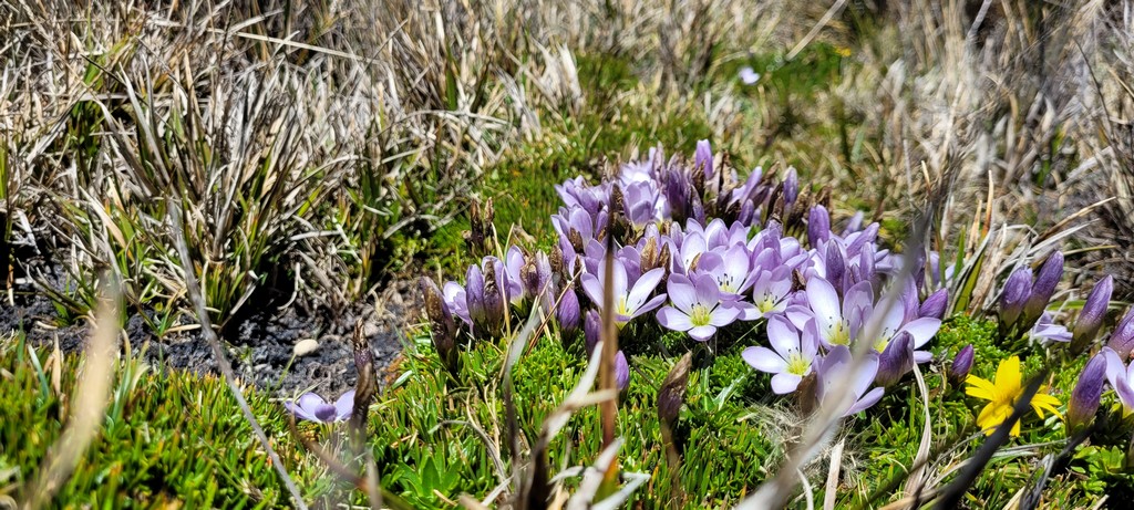 Nationalpark Cajas lila Blume