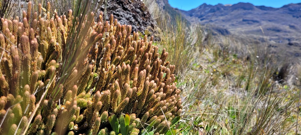 Nationalpark Cajas Stielartiges gewächs