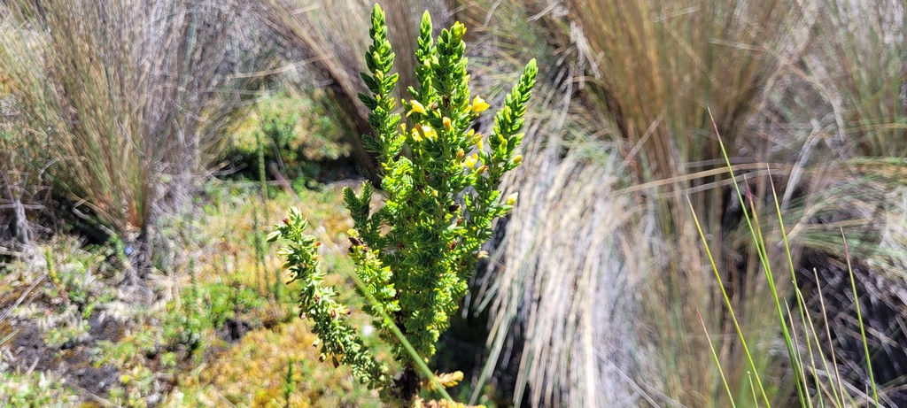 Nationalpark Cajas Blume im hintergrund Berg