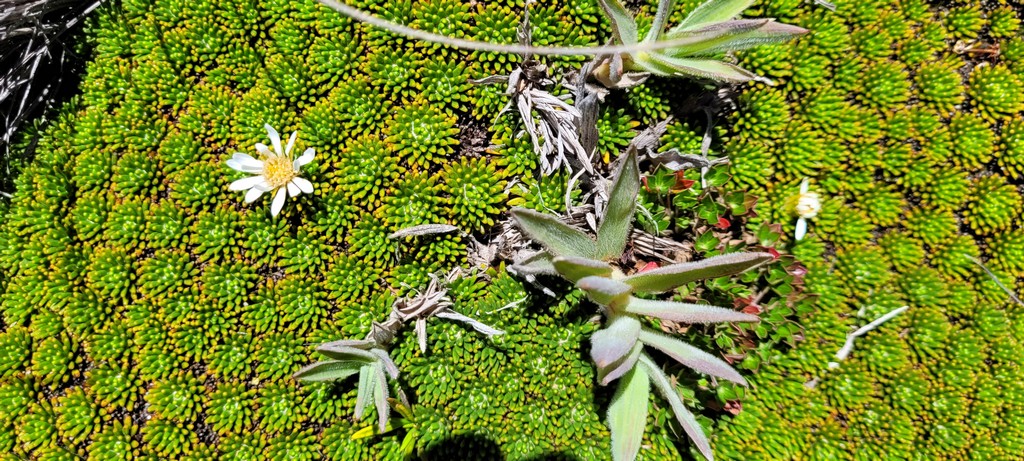 Nationalpark Cajas filigranes, grünes Gewächs welches den Boden bedeckt.