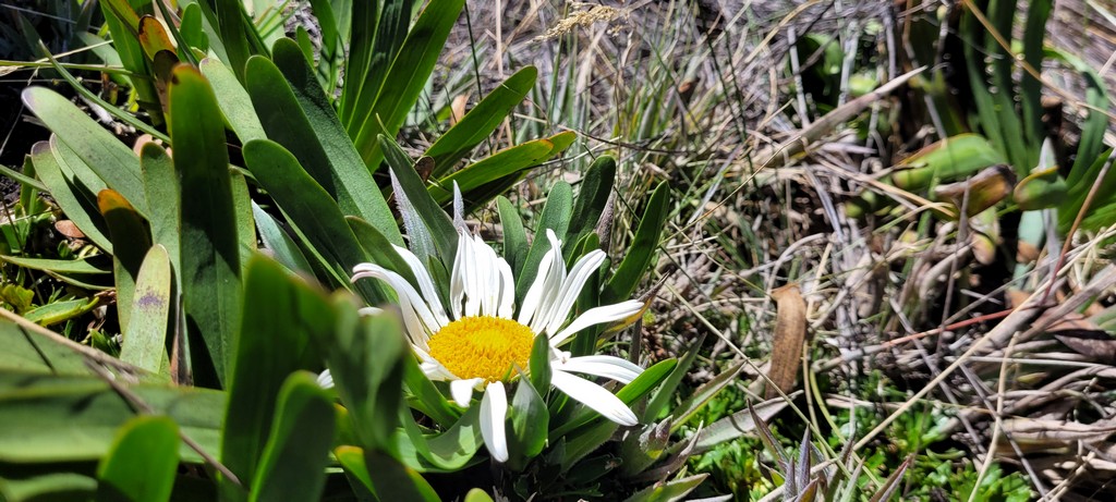 Nationalpark Cajas Blume mit grünen Blättern und gelben Kreis in der Mitte
