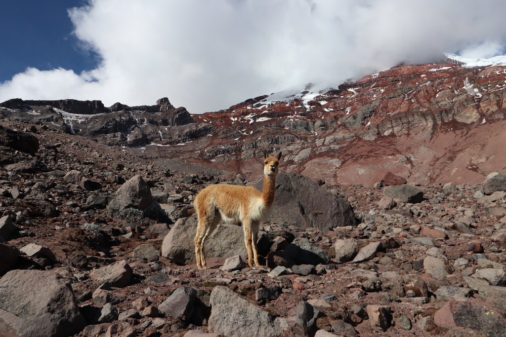 Vikunja auf 5300 Meter über dem Meer im Hintergrund die Gletscher des Chimborazos.