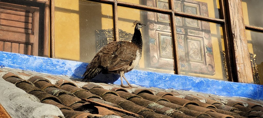 Garten der Hostería La Andaluz am Tag miet einem Straussenvogel im Bild.