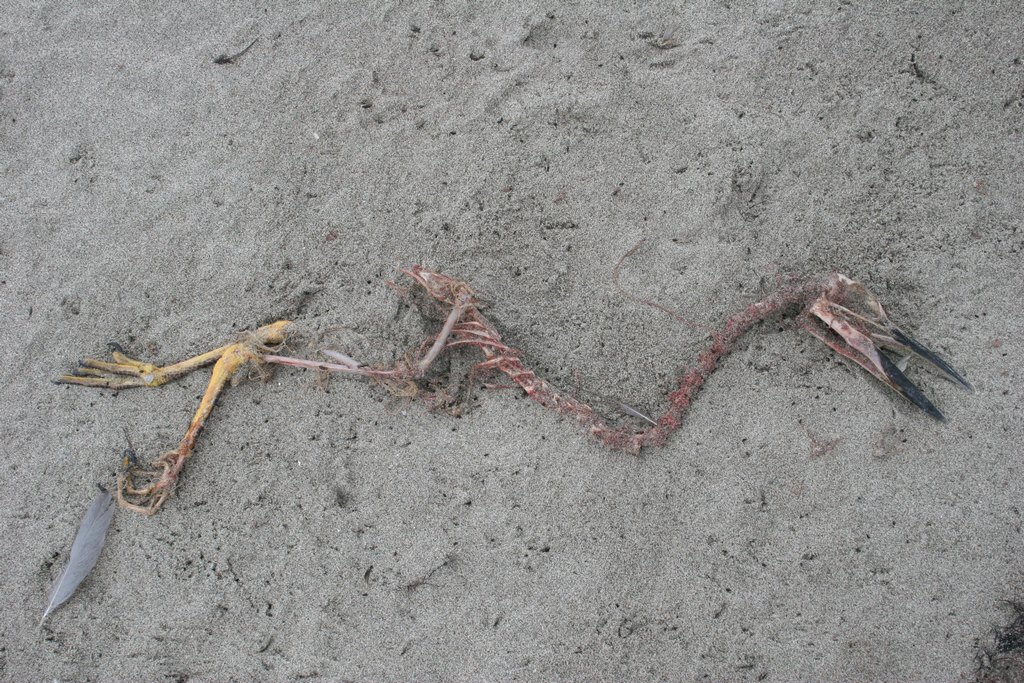 Los Frailes Beach Skelett von großem Vodel im Sand