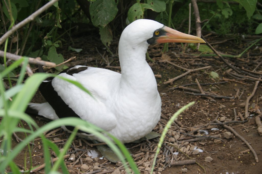 Tölpel beim Brüten in seinem Nest