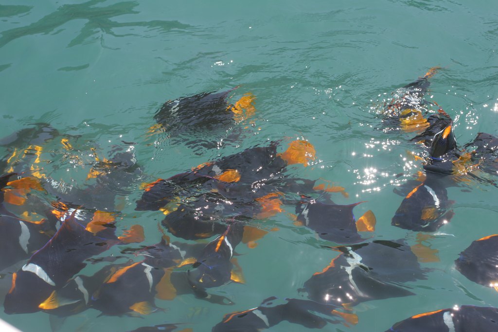 Bunte Fische im klaren Wasser