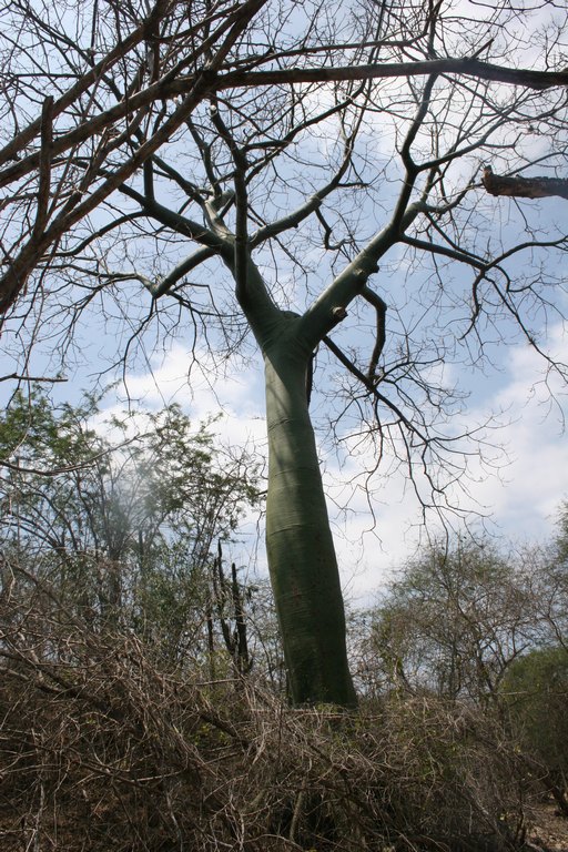 Agua Blanca Ceibo, Baum der einen Wasserbauch hat