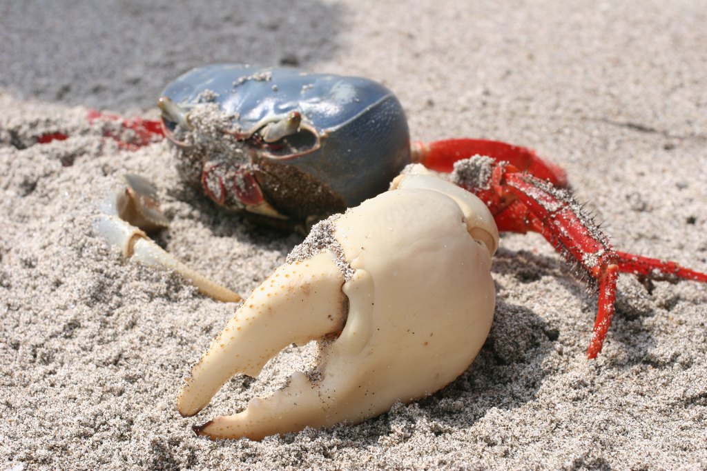 Los Frailes Beach Grabbe im Sand