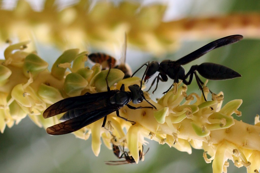 Wesbennestähnliches Teil am Baum mit seltsammen Insekten