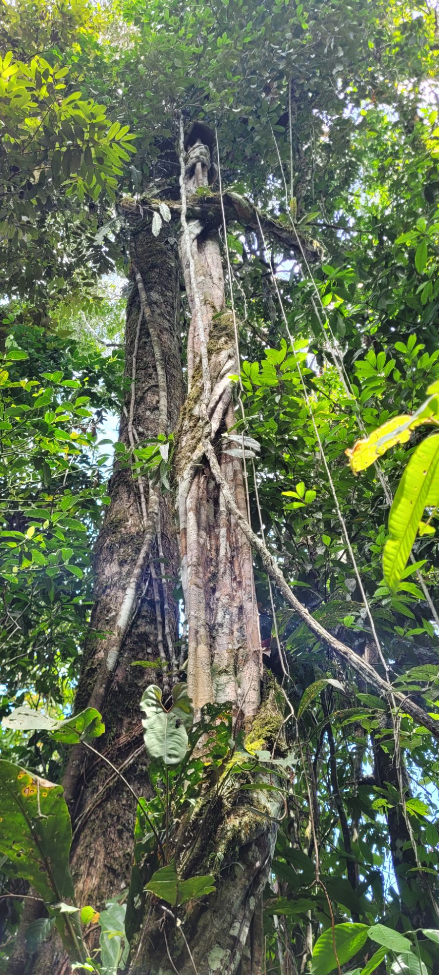 Matapalo umschlingt einen Baum