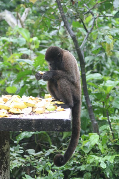 brauner Affe mit kräftigem Schwanz sitzt vor einem Haufen Bananen