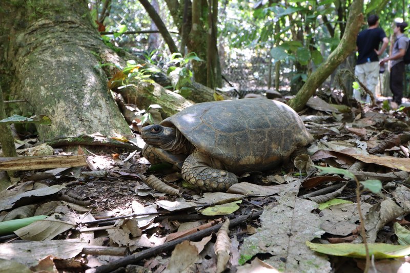 grimmig schauenden Schildkröte blickt in die Kamera