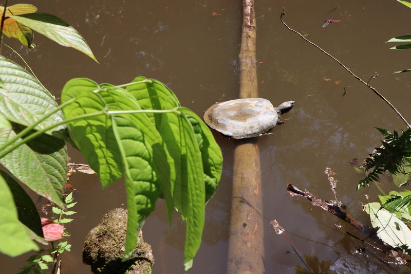 Schildkröte sitzt im Wasser auf einem Baumstamm