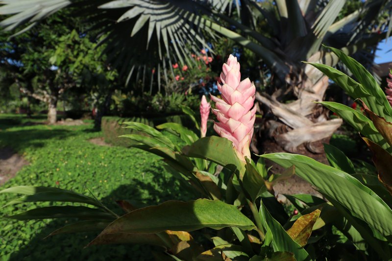 Rote Blüte