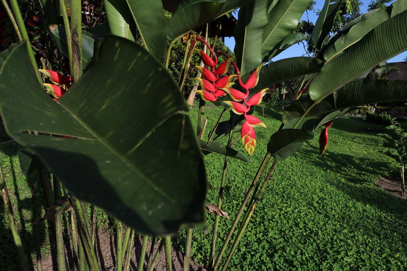 Palme mit roten Blüten