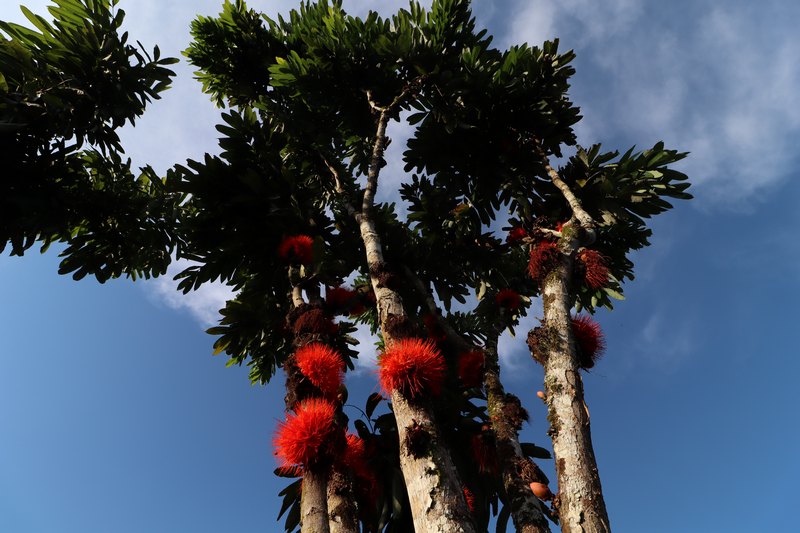 Baum mit grossen roten Blüten auf dem Stamm