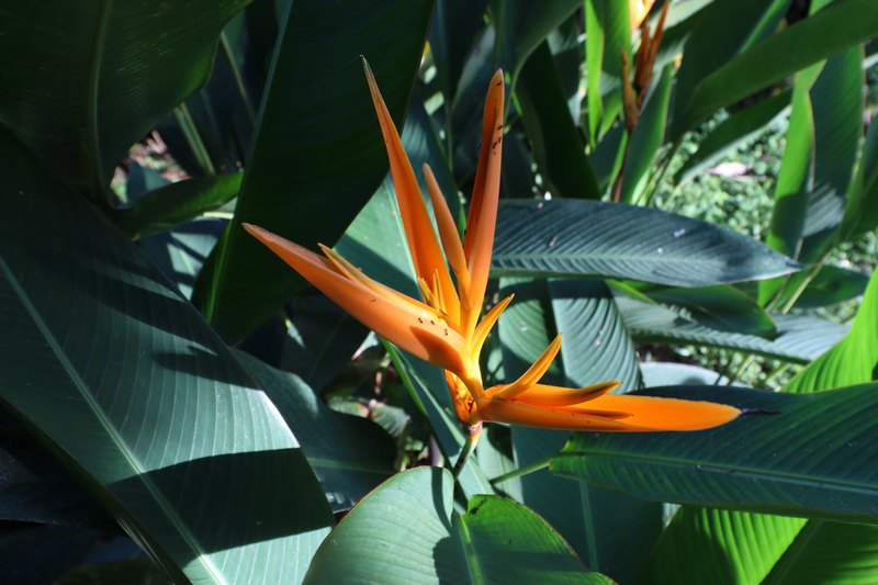 Palme mit orangenen Blüten