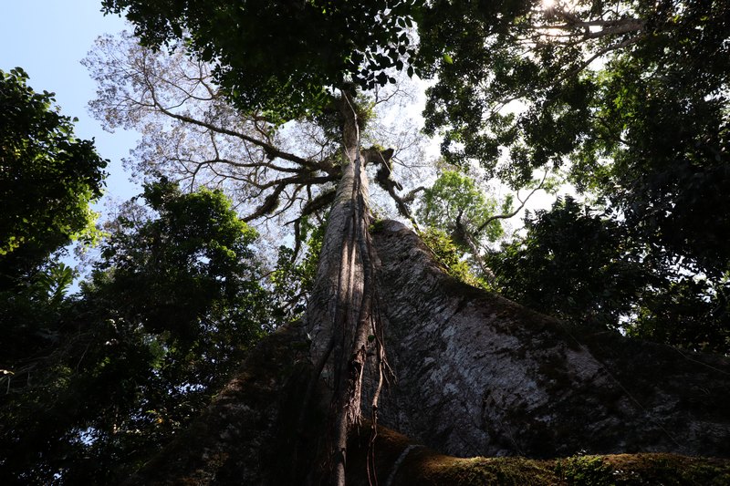 Baum von unten aufgenommen, Lianen hängen von oben herrab