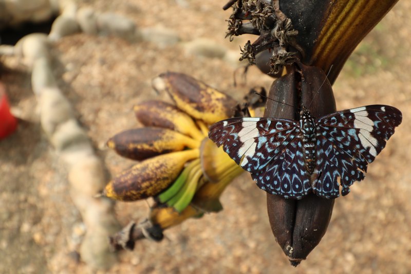 Schmetterlinge auf einer Banane