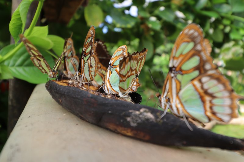 Schmetterlinge auf einer Banane